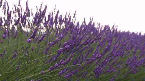 Beautiful Close up Slow Motion Purple Lavender Flowers in Provence France i.. Stock Footage 314410373