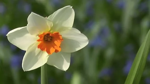 Beautiful Close up Spring Daffodil Flower Blooming at Sunrise Stock-Footage 50325330