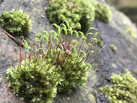 Beautiful close up of sprouting moss on stonework Foto stock