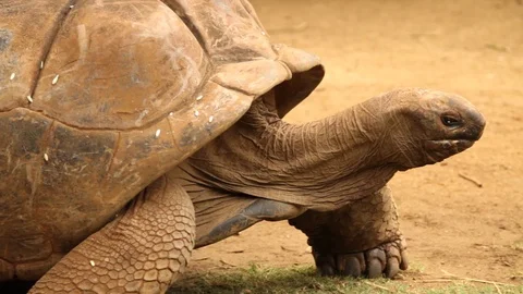 Beautiful close of a tortoise Stock Footage 94136243