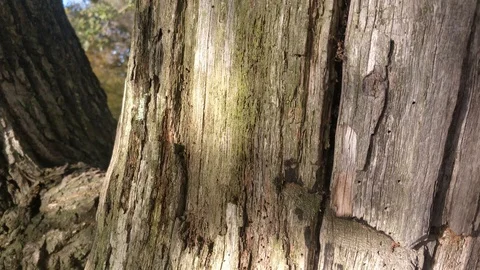 Beautiful close up of tree bark, 4K Stock Footage 119535645