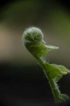Beautiful close up view of fresh green young ferns. Stock Photos