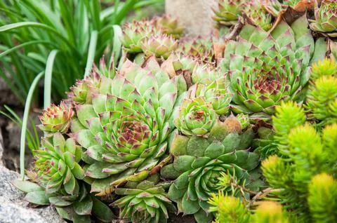 Beautiful close up view of green Sempervivum succulents with red leaf tips .. Stock Photos