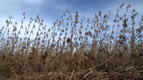 Beautiful close up view of ripe soybean field during harvest on farm in Brazil Stock Footage 196294677