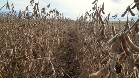 Beautiful close up view of ripe soybean field during harvest on farm in Brazil Stock Footage 196294688