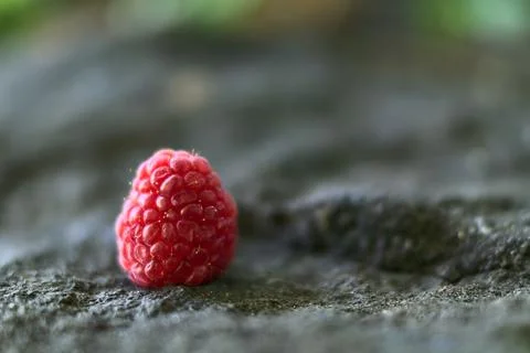 Beautiful close up view of a single raspberry lying down on the stone Stock Photos