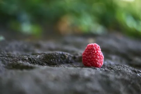 Beautiful close up view of a single raspberry lying down on the stone Stock Photos