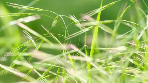 Beautiful close-up view of summer grass. Stock Footage 281742906