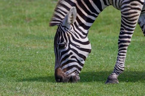 Beautiful close-up of the zebra Foto stock