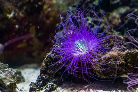 Beautiful closeup of a flower tube sea anemone shining purple light, tropical Stock Photos