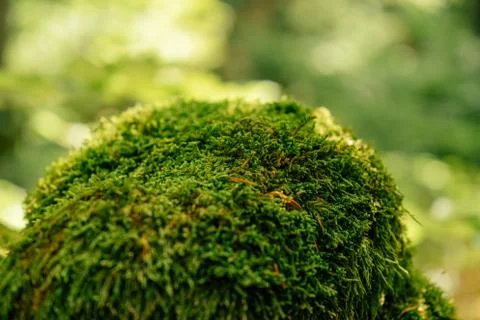 Beautiful closeup of green moss on on tree bark. Beautiful background of moss Stock Photos