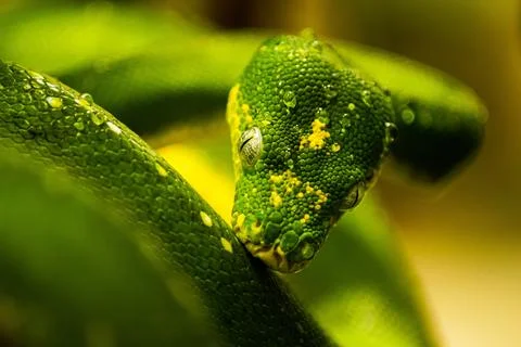 Beautiful closeup of a green tree python
snake Foto stock