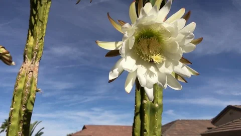 Beautiful Closeup of Large Cactus bloom Stock Footage 116943545