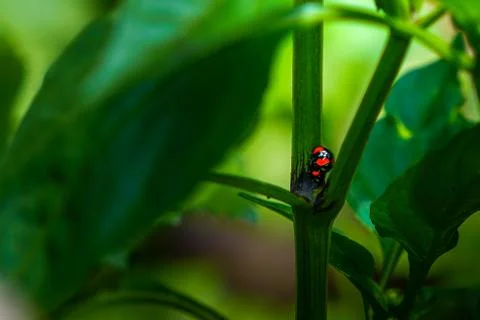 Beautiful closeup macro look of two ladybugs having intercorse Stock Photos