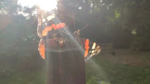 BEAUTIFUL CLOSEUP OF PAINTED LADY BUTTERFLY IN ENGLISH PARK, 4K Stock Footage 135440053