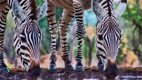 A beautiful closeup portrait of two wild zebras drinking together at a watering Stock Footage 319639581