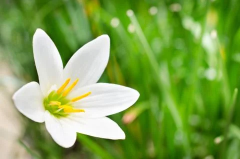 Beautiful closeup spring blossoming tree Stock Photos