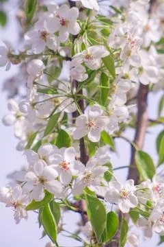 Beautiful closeup spring blossoming tree Stock Photos