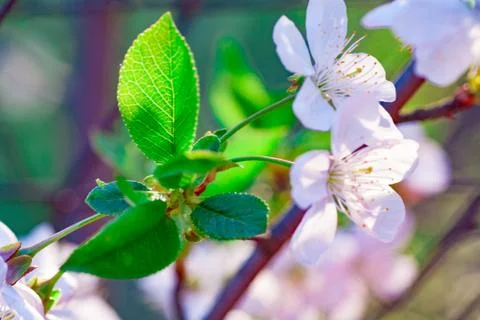 Beautiful closeup spring blossoming tree Stock Photos