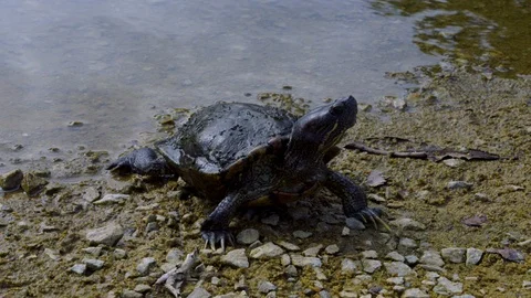 Beautiful closeup of a turtle, one of the oldest reptiles. Stock Footage 124718050
