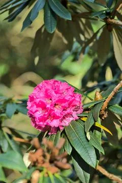Beautiful closeup view of single spring pink wild rhododendron blooming flower Stock Photos