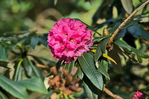 Beautiful closeup view of single spring pink wild rhododendron blooming flower Stock Photos