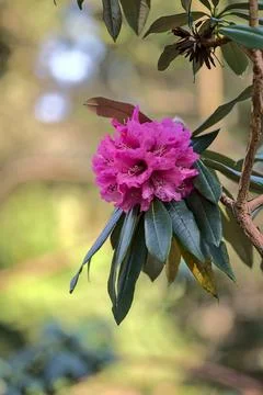 Beautiful closeup view of single spring pink wild rhododendron blooming flower Stock Photos