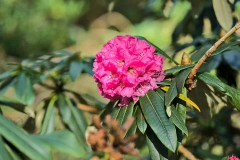 Beautiful closeup view of single spring pink wild rhododendron blooming flower Stock Photos