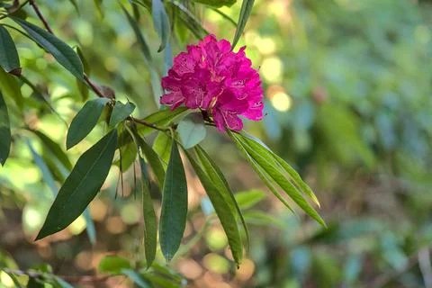 Beautiful closeup view of single spring pink wild rhododendron blooming flowers Stock Photos
