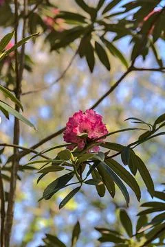 Beautiful closeup view of single spring pink wild rhododendron blooming flower Stock Photos