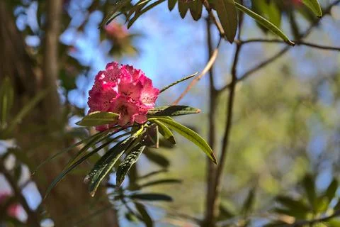 Beautiful closeup view of single spring pink wild rhododendron blooming flowers Stock Photos