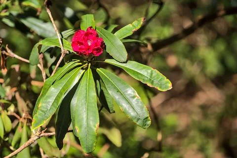 Beautiful closeup view of small spring pink wild rhododendron blooming flowers Stock Photos