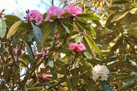 Beautiful closeup view of spring light pink and white wild rhododendron blossoms Stock Photos
