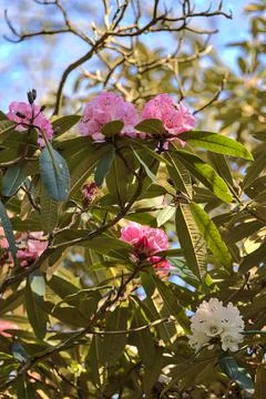 Beautiful closeup view of spring light pink and white wild rhododendron blossoms Stock Photos