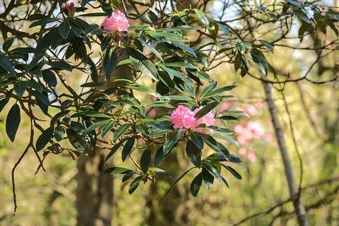 Beautiful closeup view of spring light pink wild rhododendron blooming flowers Stock Photos