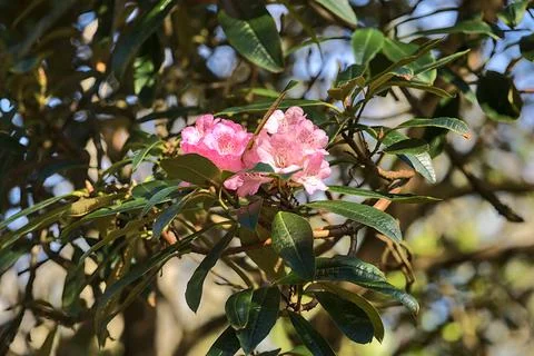 Beautiful closeup view of spring light pink wild rhododendron blooming flowers Stock Photos