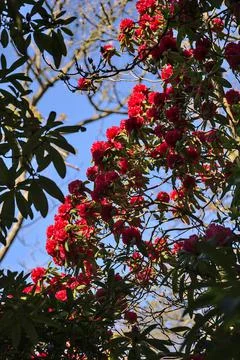 Beautiful closeup view of spring red wild rhododendron blooming flowering tree Stock Photos