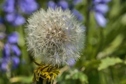 Beautiful closeup view of spring soft and fluffy dandelion flower clock seeds Stock Photos