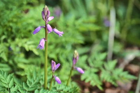 Beautiful closeup view of spring unopened bluebell (Hyacinthoides non-scripta) Stock Photos