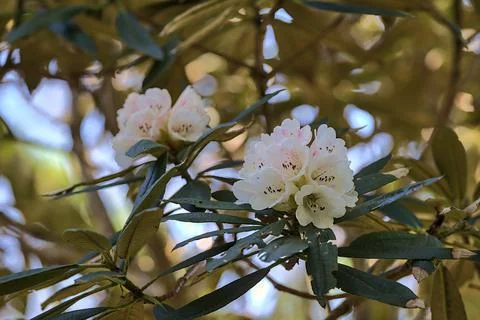 Beautiful closeup view of spring white wild rhododendron blooming flowers Stock Photos