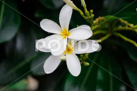 Beautiful closeup White Flowers Stock Photos