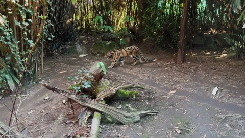 Beautiful clouded leopard wild cat walking in forest Stock Footage 236547195