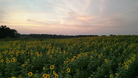 Beautiful clouds and sunsets over a sunflower field Stock Footage 304883728