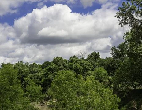 Beautiful clouds and trees over a murky river Stock Photos