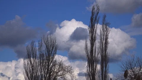 Beautiful clouds fly in the sky behind trees without leaves Stock Footage 105351078
