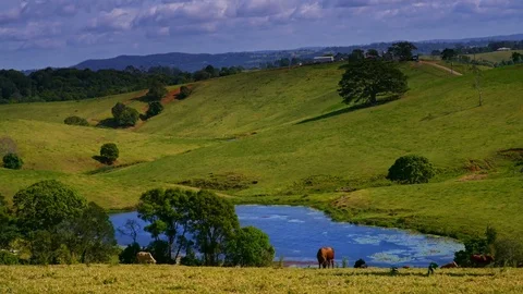 Beautiful Clouds Over the Green Field Small Lake, Cows Grazing Timelapse Qu.. Stock Footage 75462077