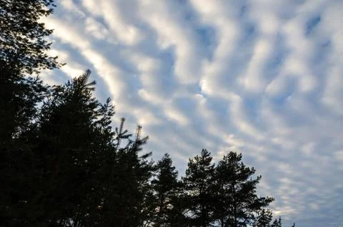 Beautiful clouds over the tops of pine trees Stock Photos