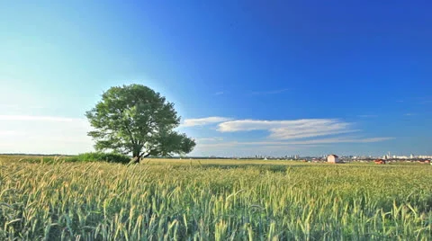 Beautiful clouds over a wheat field. Timelapse Stock Footage 24466026