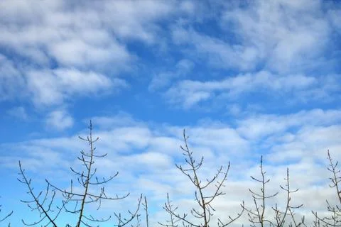 Beautiful clouds in the sky, branches Foto stock