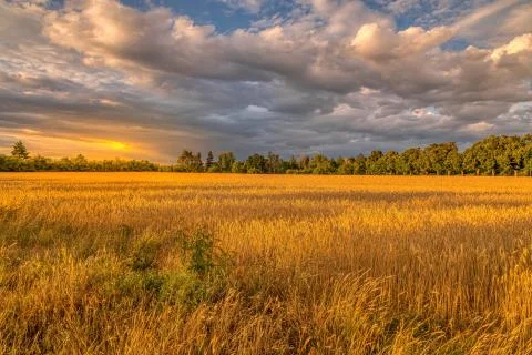 Beautiful cloudscape above a field during the golden. Stock Photos